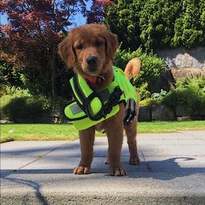 Arcadia trail dog life jacket
